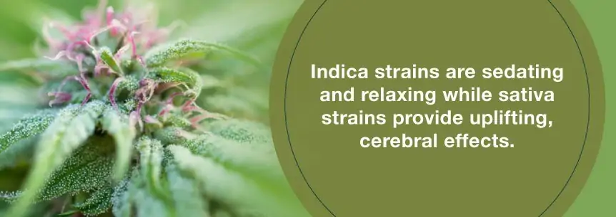 use indica strains