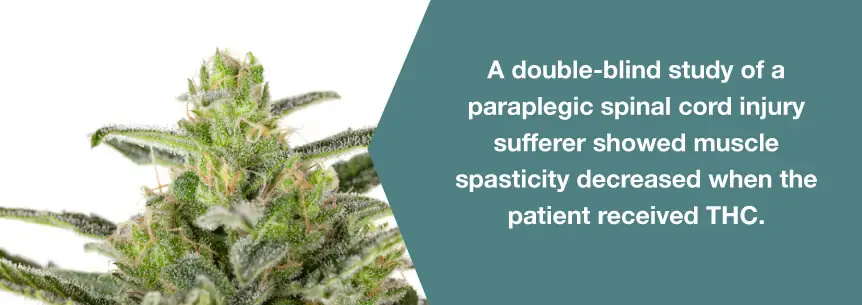 marijuana spasticity help