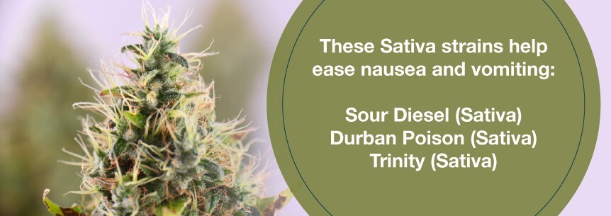 sativa strains