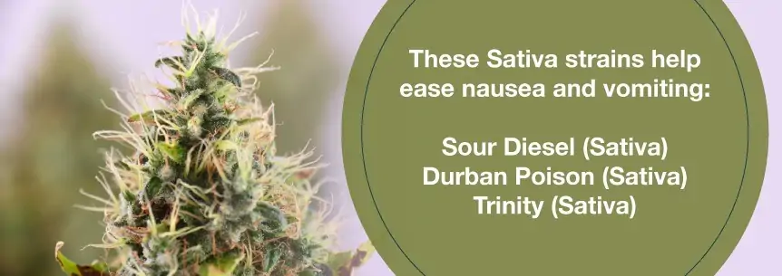 sativa strains