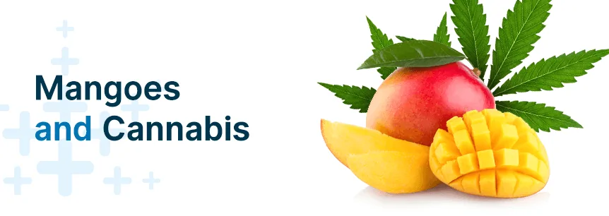 mangoes and cannabis