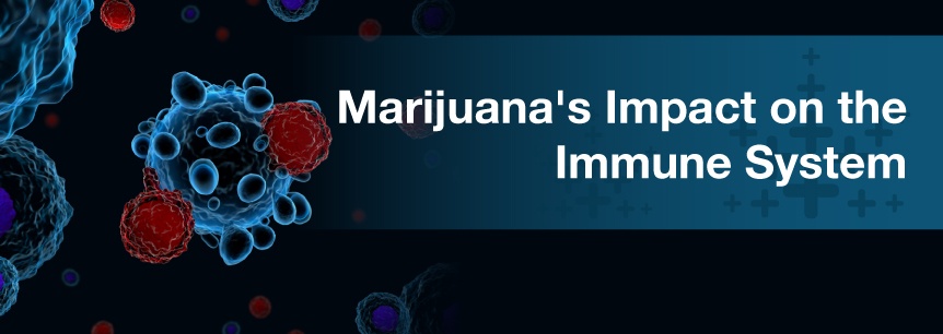 marijuana and immune system