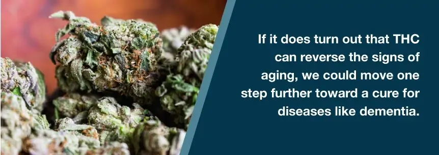 thc and aging