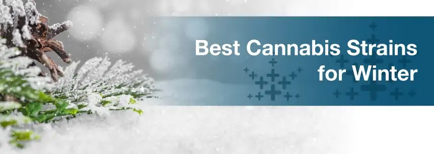 Best Cannabis Strains for Winter