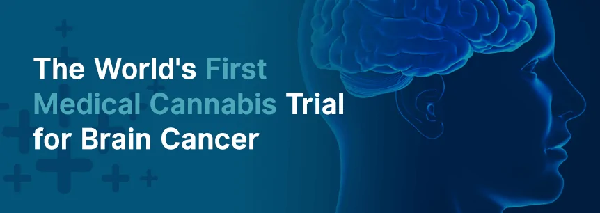 First Medical Cannabis Trial for Brain Cancer