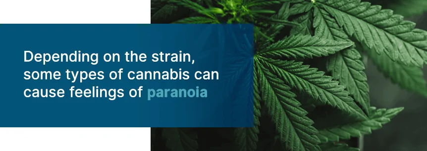 marijuana paranoia