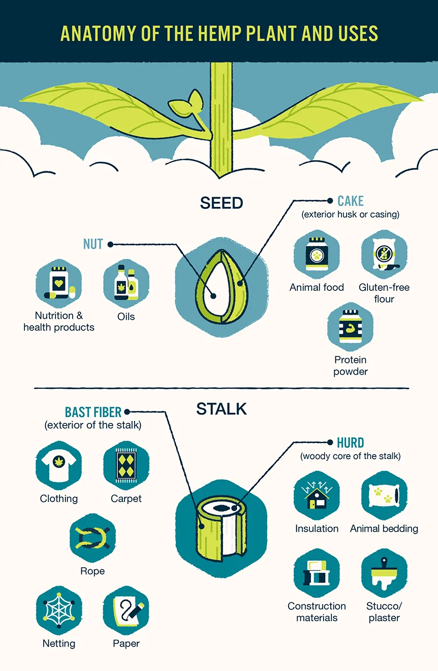 anatomy of a hemp plant