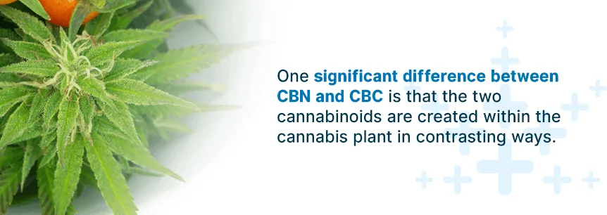 cbn or cbd