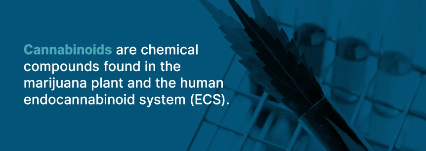 endocannabinoid system