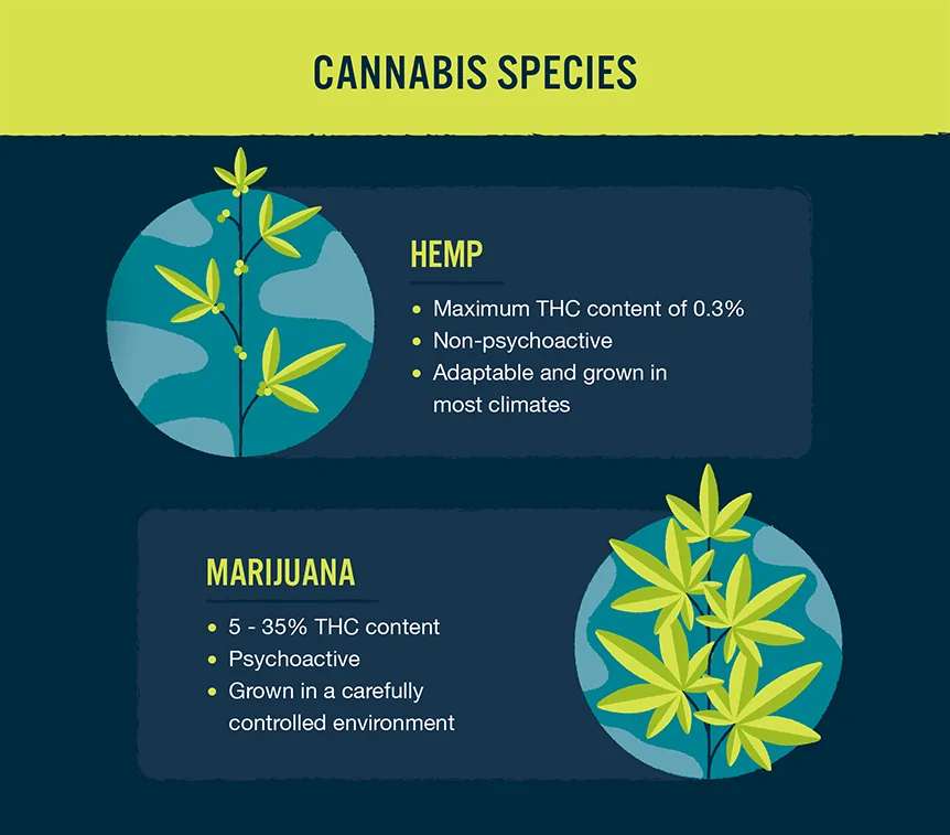 hemp vs. marijuana