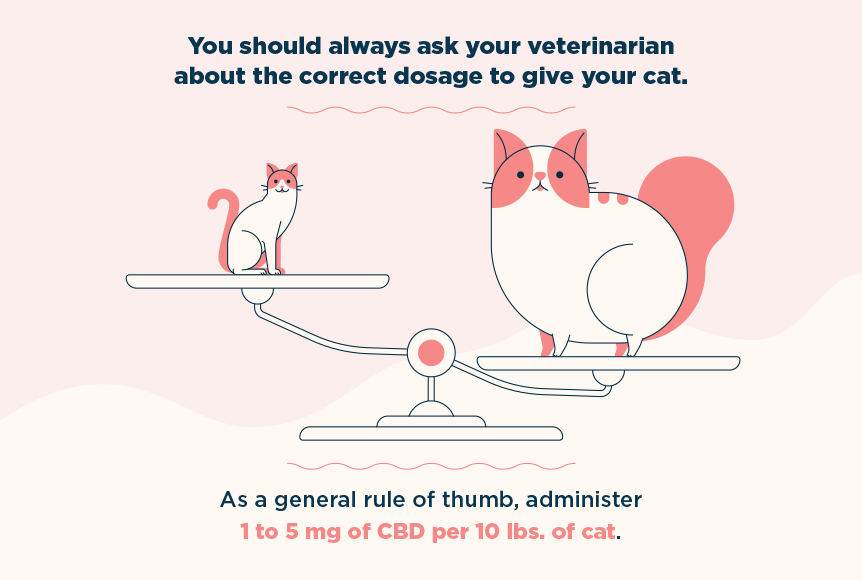 CBD dosage guidelines for cats