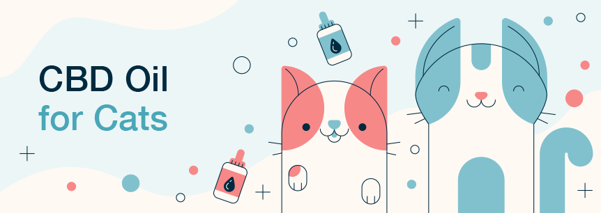 CBD Oil for Cats: Your Essential Guide