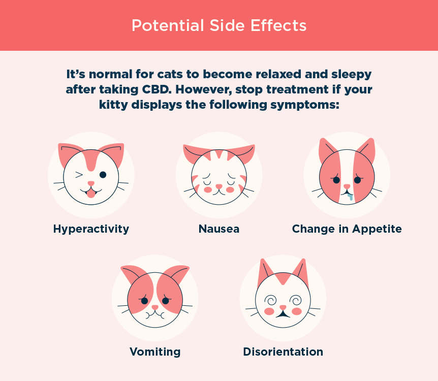 side effects of CBD oil for cats