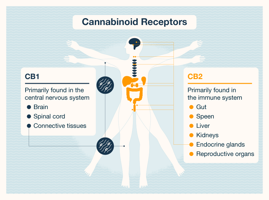 cannabinoid receptors in the body