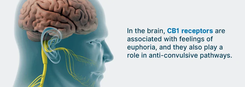 cb1 receptors