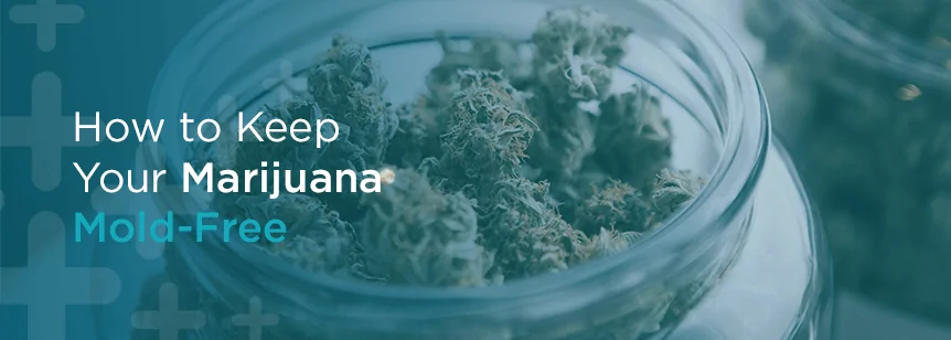 How to Keep Your Marijuana Mold-Free