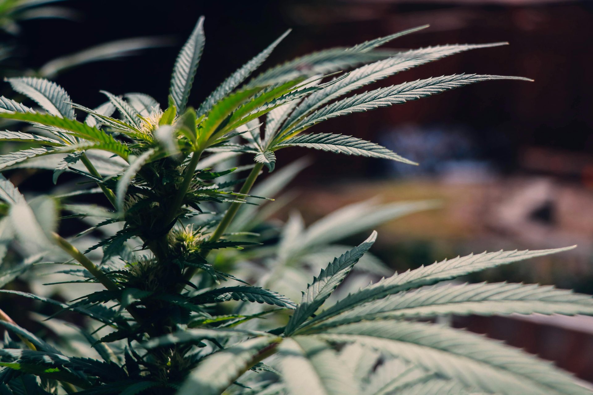 Best Cannabis strain for seizure