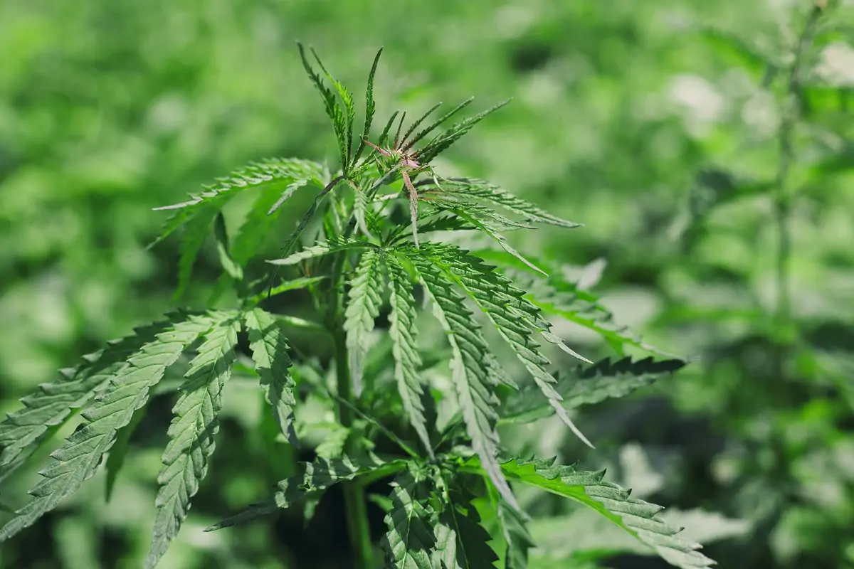 Whole-Plant Medical Marijuana Law Killed in Minnesota Senate