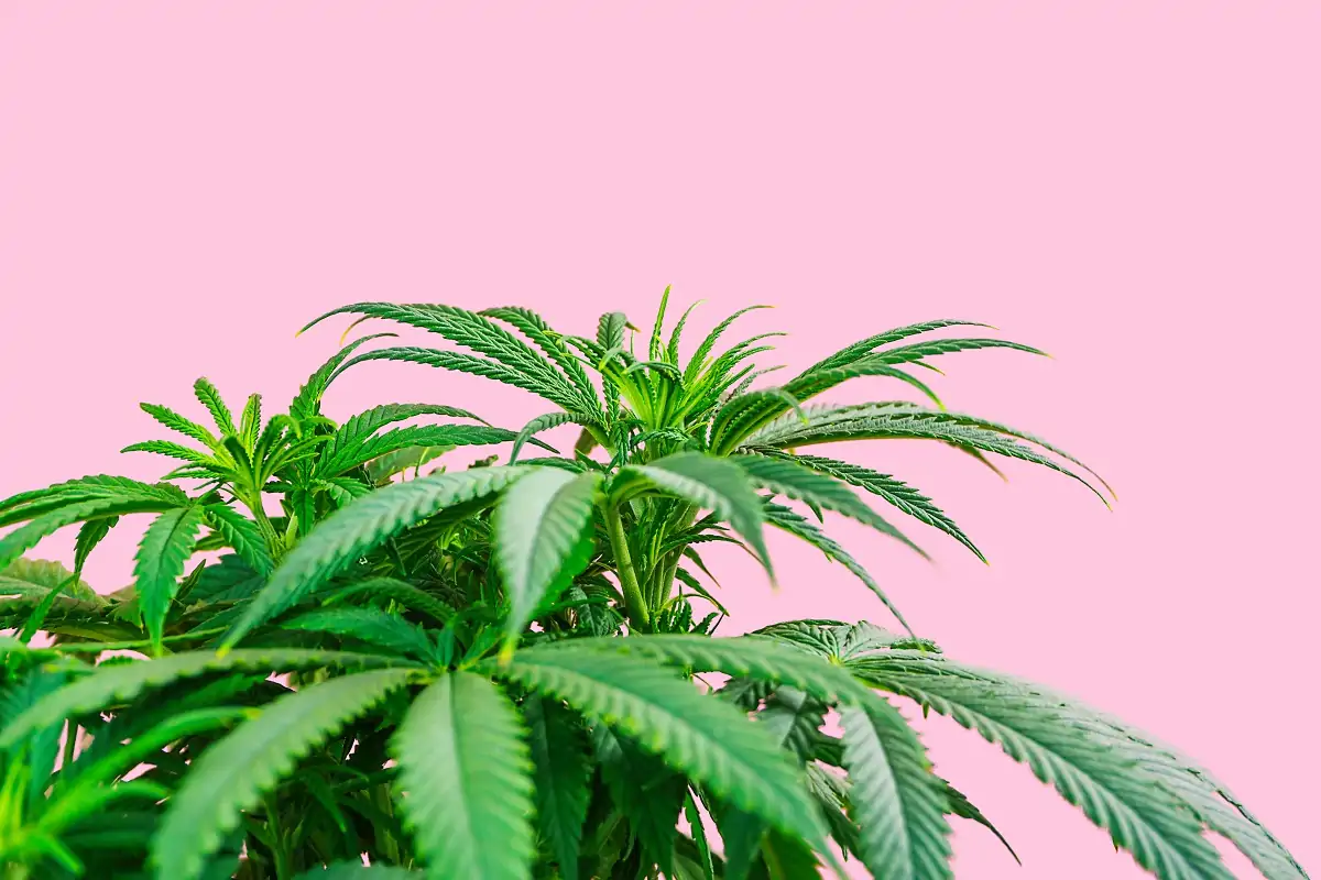 florida medical marijuana, florida mmj law,