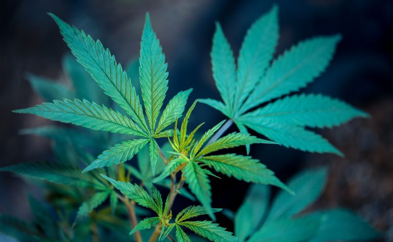 DEA Challenged to Reschedule Medical Cannabis in Lawsuit
