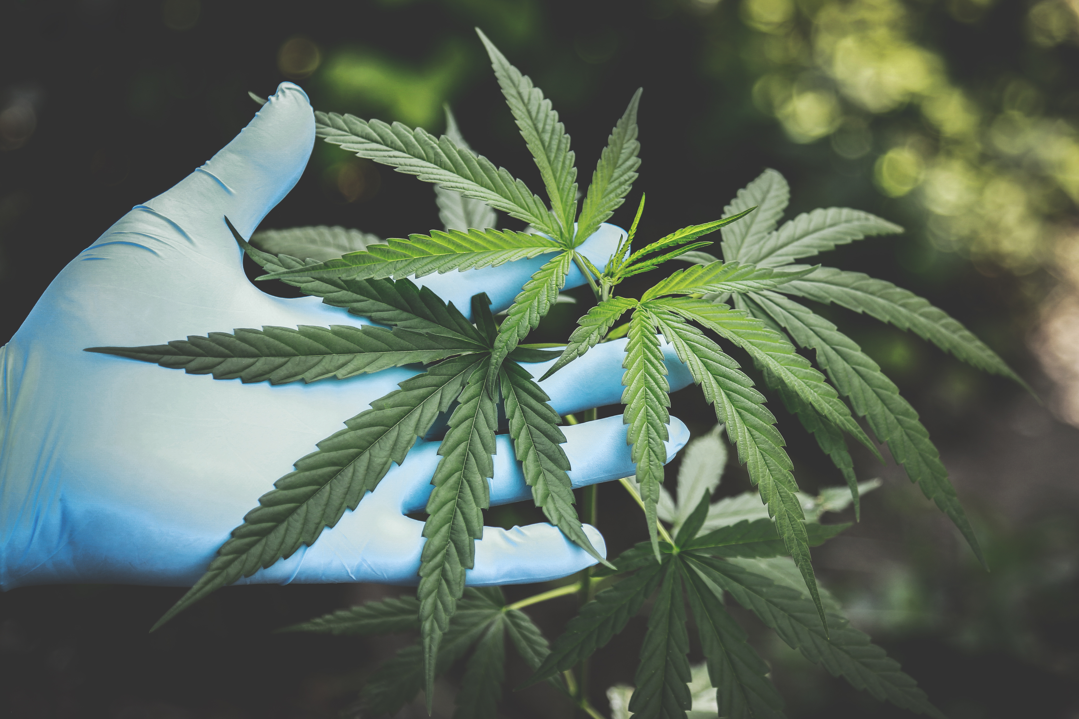Nebraska Medical Cannabis Program