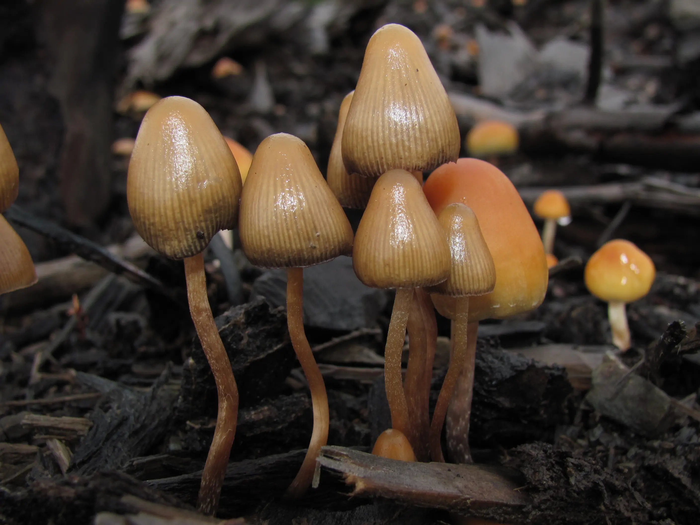 Psilocybn mushrooms
