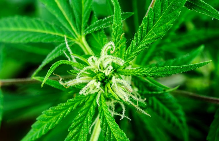 Autoflower