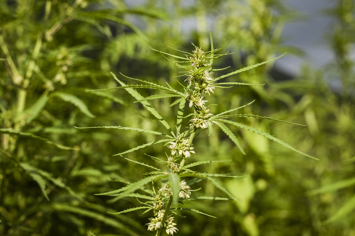 CBD Products, Hemp Legalization, Federal Hemp Laws