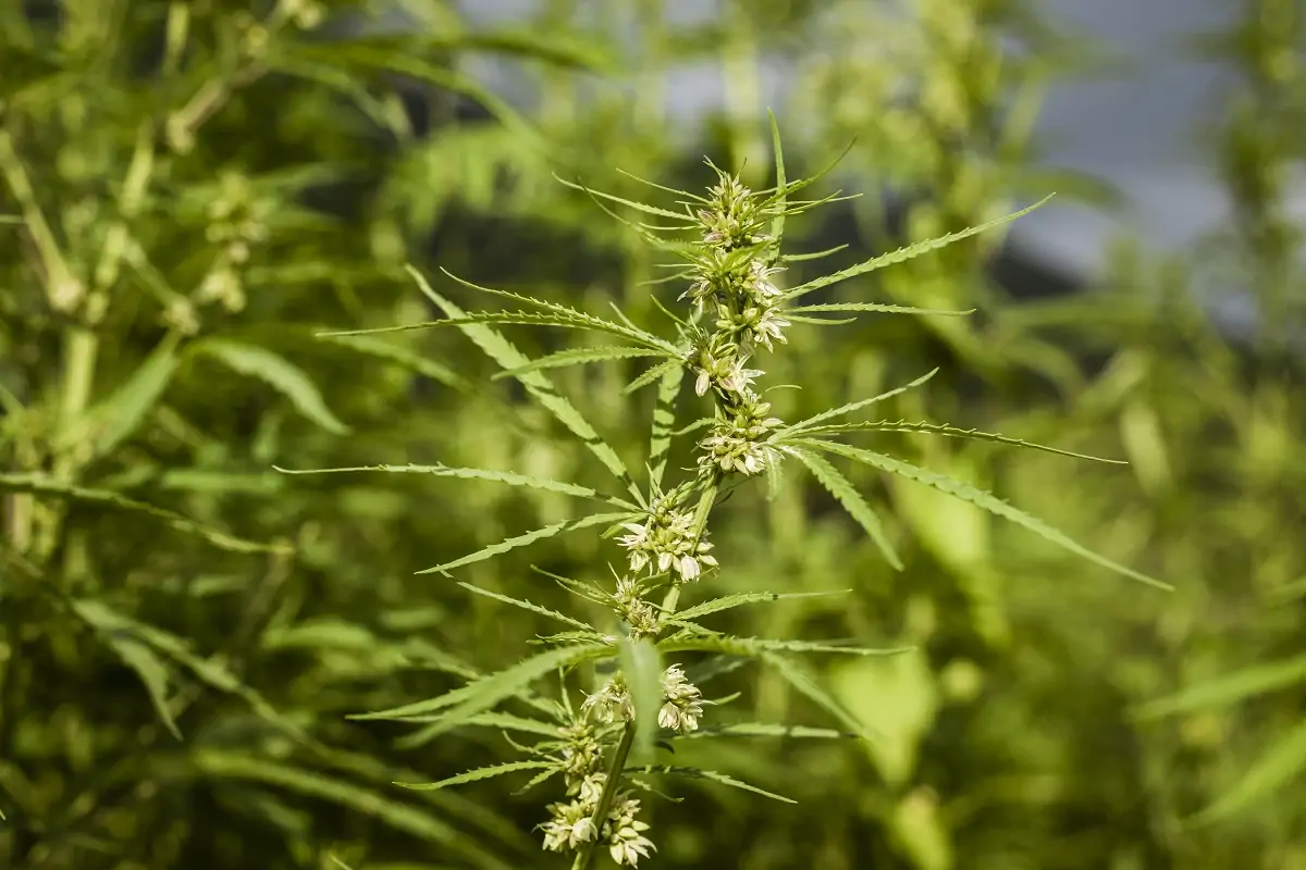The Confusing Legal Status of Hemp Products