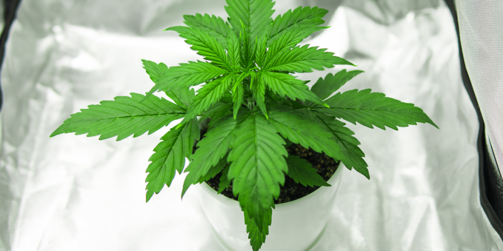 Arizona Cannabis Laws 2020