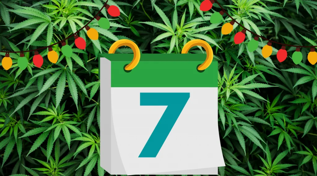 12 Days of Kushmas 7