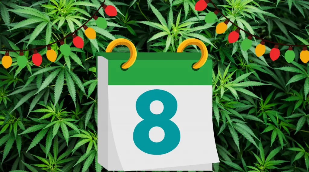 12 Days of Kushmas 8