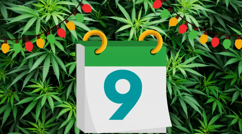 12 Days of Kushmas 9