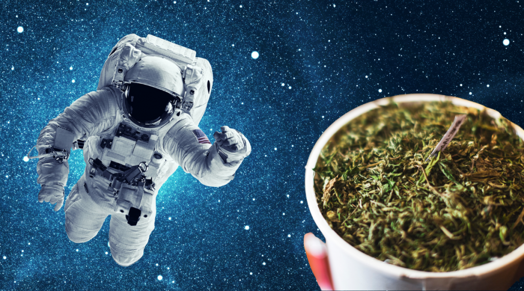 HowTo Home Grow Using Space Buckets Marijuana Doctors