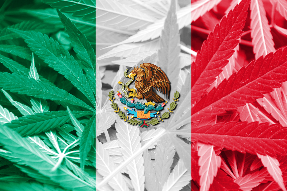 Mexico Cartels Cannabis