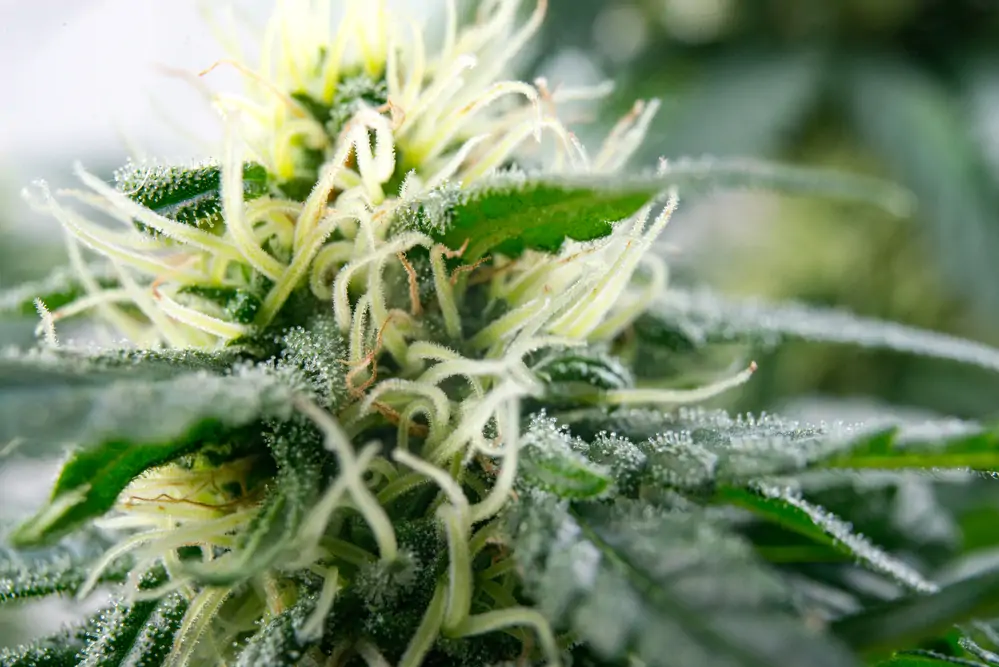 Space Buckets Growing Cannabis Medical Marijuana