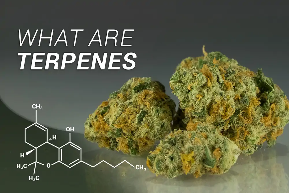 Marijuana Terpenes Aromatherapy