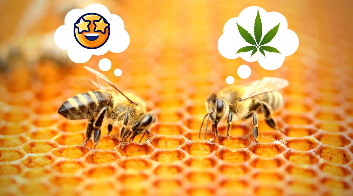 Can we Save the Bees with Cannabis Trees?
