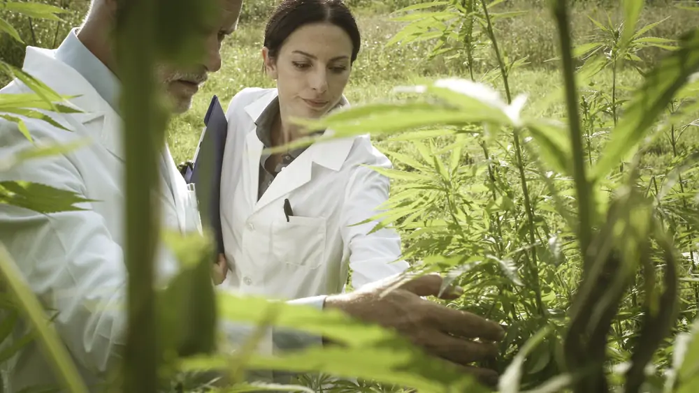 Women in Cannabis