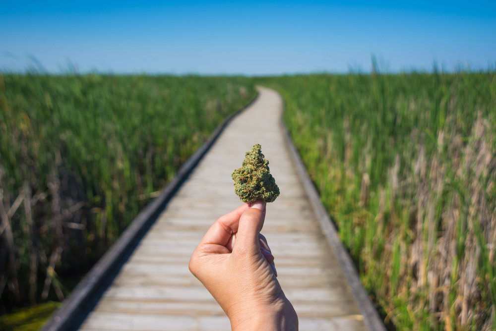How-To Get Your Medical Card and Find a Dispensary You Like