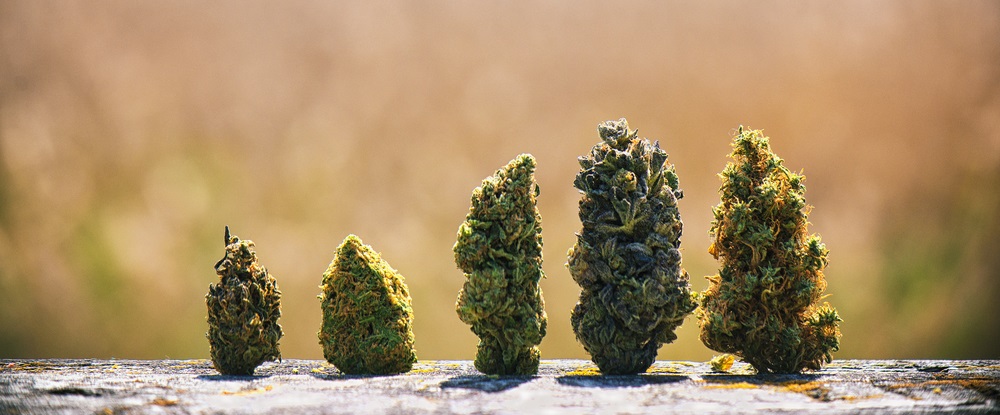 federal flower cannabis laws