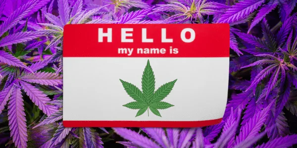 DEA Names for Cannabis