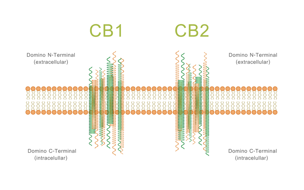 CB1 CB2 Receptors