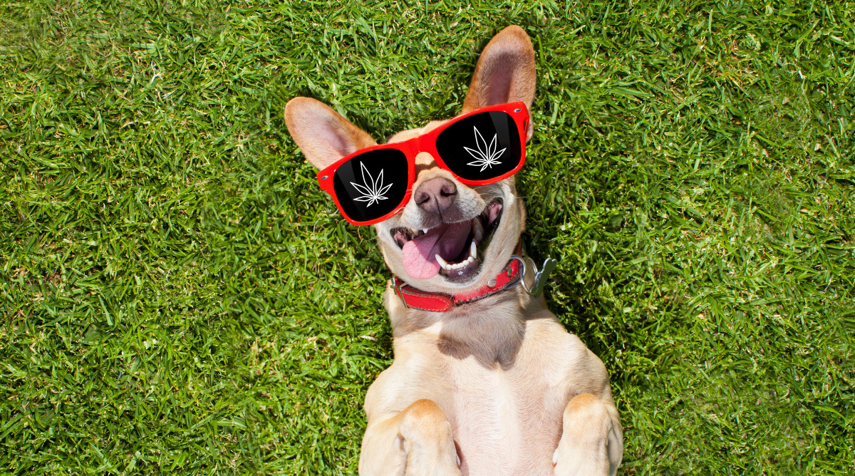 Cannabis Dog Names