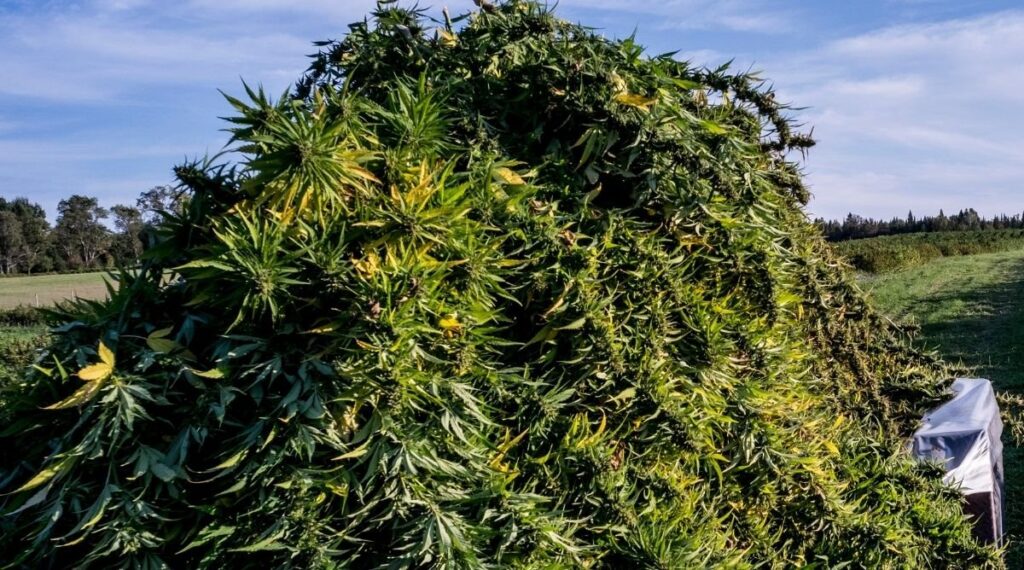 Oregon cannabis growing illegal