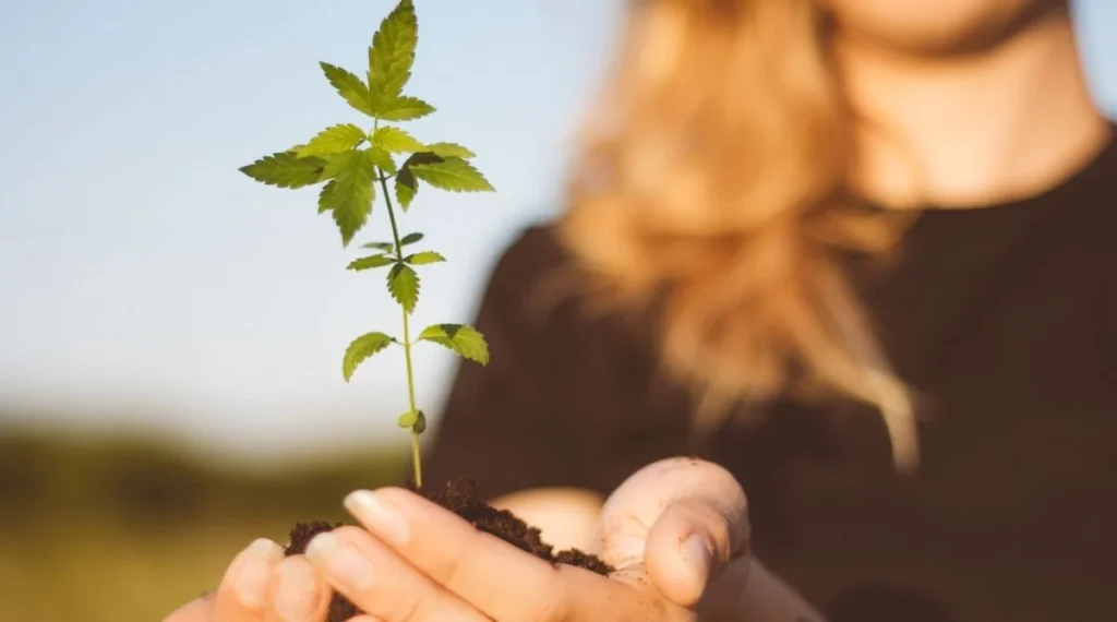 Texas Hemp Laws