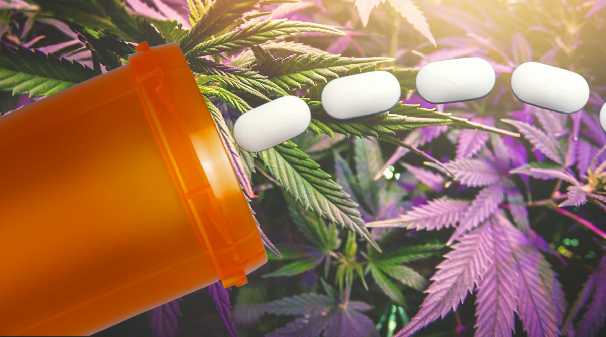 High Potency Cannabis Prescriptions