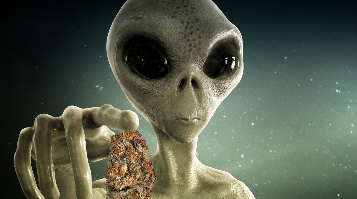 Alien Kush Cannabis Strain