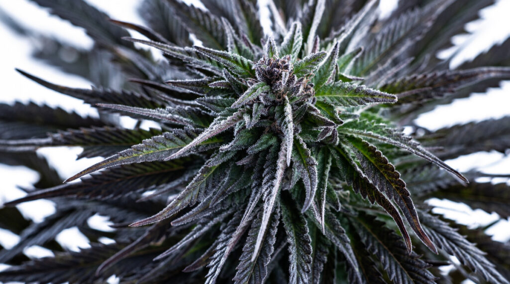 Top Selling Cannabis Strains of 2021