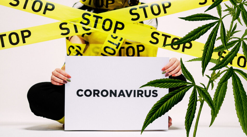 Cannabis and Covid19? Study Says It Could Reduce Infection Rates